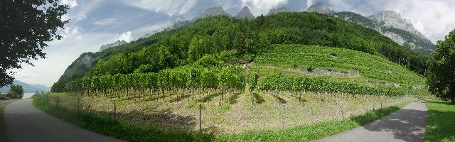 Vineyard on the Walensee, Swiss Alps, lake, viticulture, hiking, wine, walking, vines, tourism, vineyard, outdoors, countryside, mountains, scenery, alpine, rural, alps, walenstadt, swiss, walensee, green, switzerland, walen, panorama